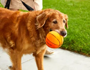 5" Basketball Plush Toy